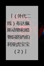 （外代二线）布达佩斯动物和植物园的西伯利亚虎宝宝（2）